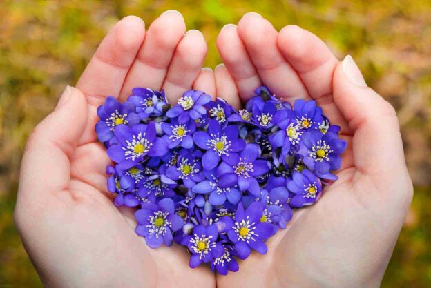 A hands holding a heart shaped pile of purple flowers
