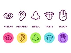 sight, hearing, smell, taste, touch graphic