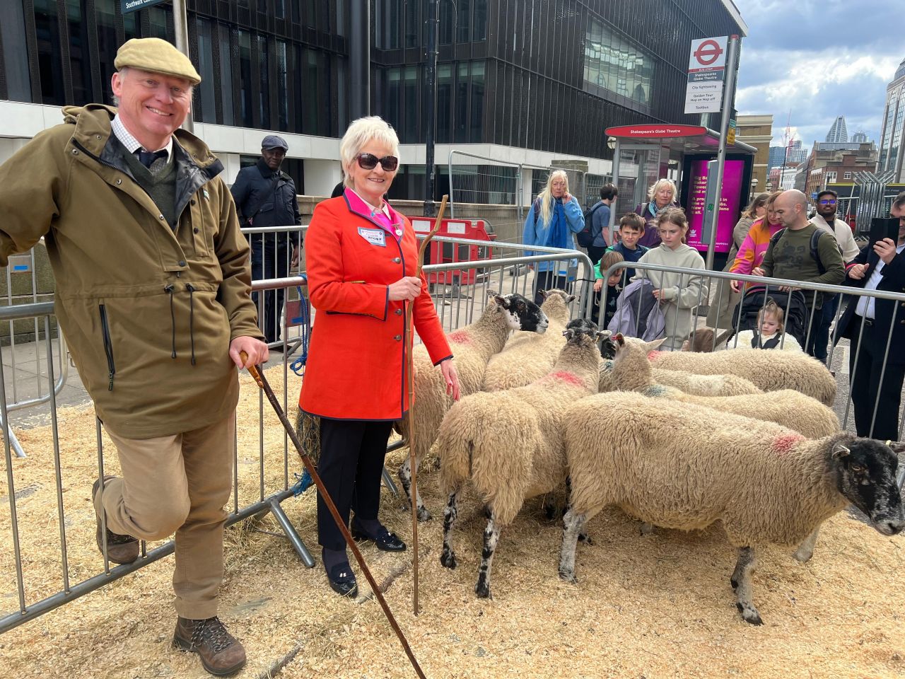 Preserving tradition: Mairead Liston’s Sheep-herding experience